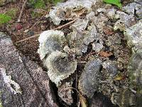 Trametes versicolor image