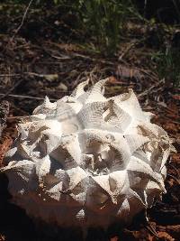 Calvatia sculpta image