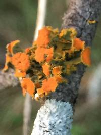 Teloschistes chrysophthalmus image
