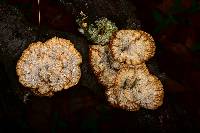 Cymatoderma caperatum image