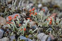 Cladonia cristatella image