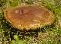 Boletus luridus image