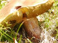 Boletus luridus image