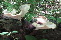 Polyporus squamosus image