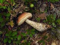 Tylopilus felleus image