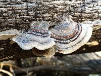 Trametes versicolor image