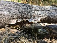 Trametes versicolor image