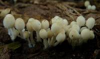 Coprinellus disseminatus image