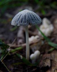 Coprinellus disseminatus image