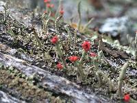 Cladonia cristatella image