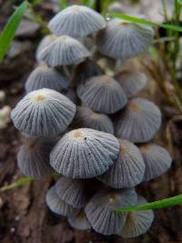 Coprinellus disseminatus image