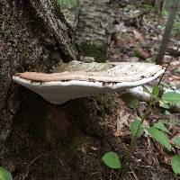 Ganoderma applanatum image