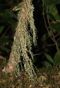 Ramalina leptocarpha image