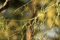 Ramalina menziesii image