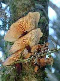 Flammulina velutipes image