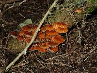 Flammulina velutipes image