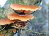 Flammulina velutipes image