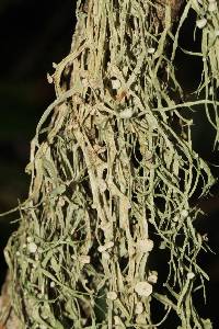 Ramalina leptocarpha image