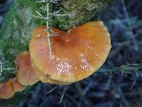 Flammulina velutipes image