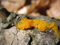 Tremella mesenterica image