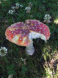 Amanita muscaria image