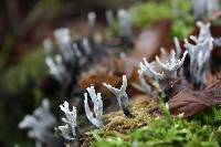 Xylaria hypoxylon image