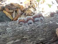 Trametes versicolor image