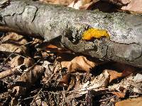 Tremella mesenterica image