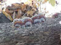 Trametes versicolor image