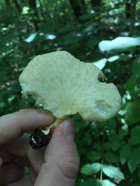 Polyporus squamosus image