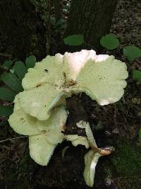 Polyporus squamosus image