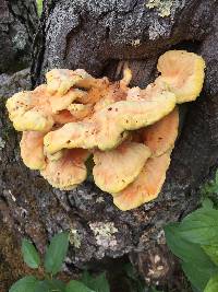 Laetiporus sulphureus image