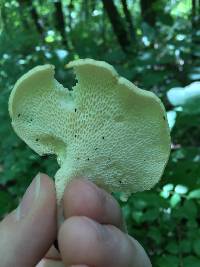 Polyporus squamosus image