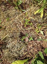 Cladonia furcata image