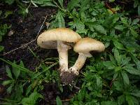 Agrocybe praecox image