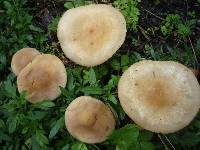 Agrocybe praecox image