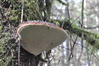 Fomitopsis pinicola image