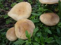 Agrocybe praecox image