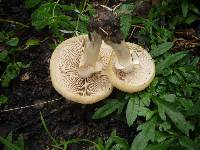 Agrocybe praecox image