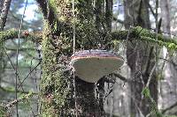 Fomitopsis pinicola image