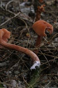 Laccaria bicolor image