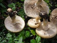 Agrocybe praecox image