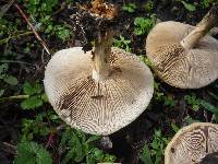 Agrocybe praecox image