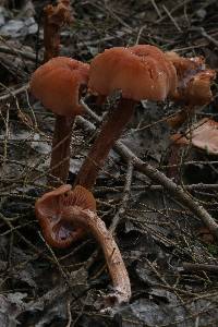 Laccaria bicolor image