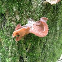 Auricularia americana image