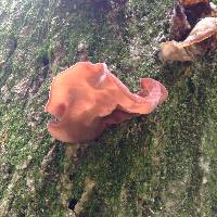 Auricularia americana image