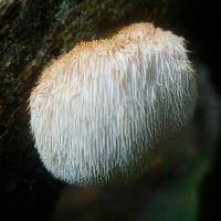 Hericium coralloides image