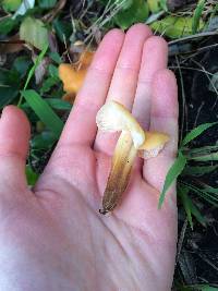 Flammulina velutipes image