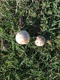 Chlorophyllum molybdites image