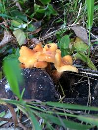 Flammulina velutipes image